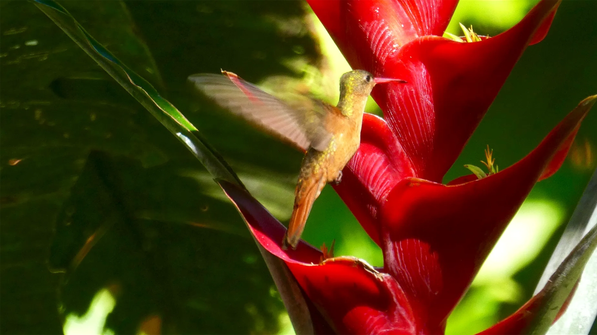 Hummingbird feeding on a Heliconia on the Route to the Coast with Tierraventura-3