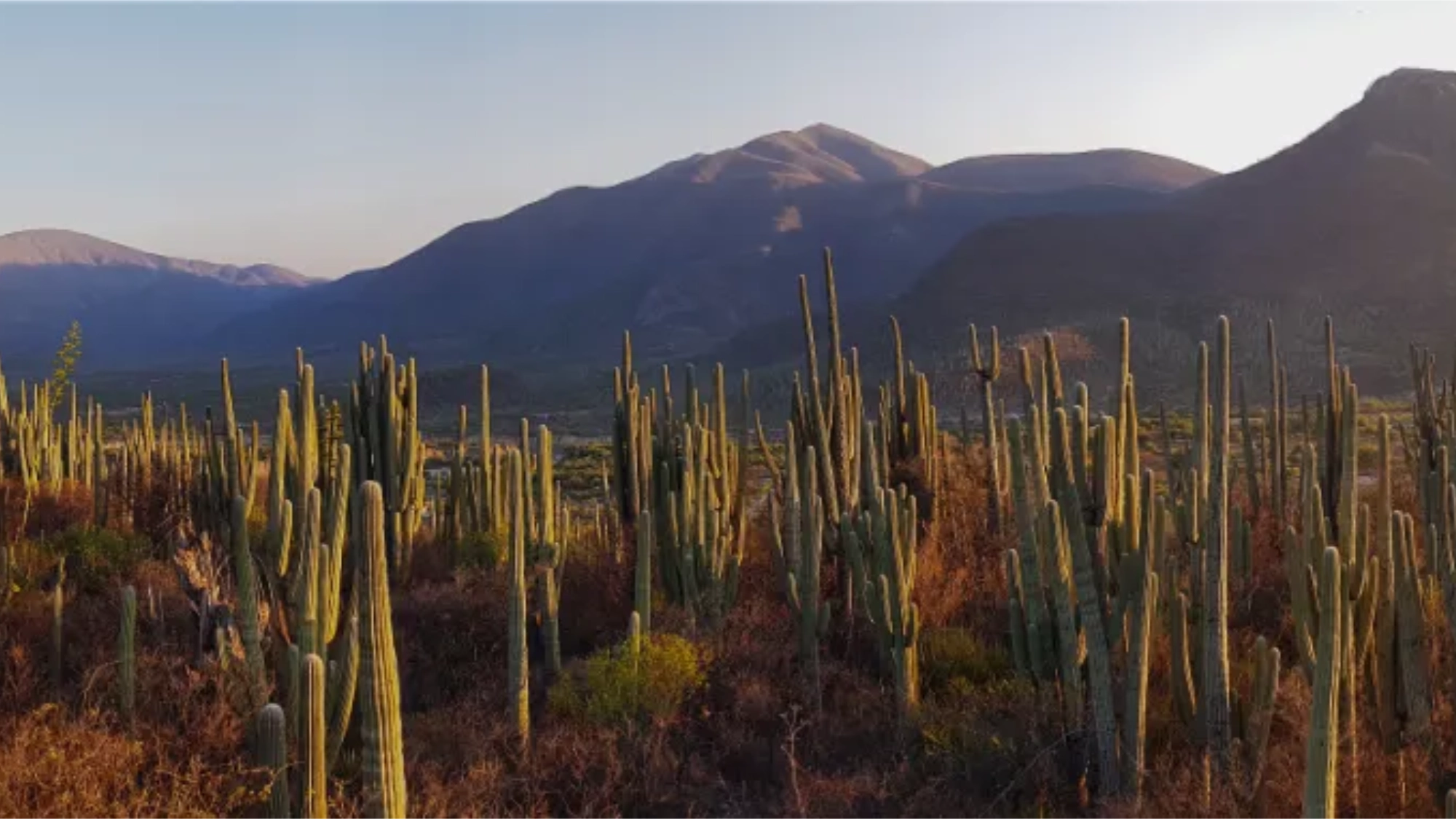 San Juan Raya cactus forest-2