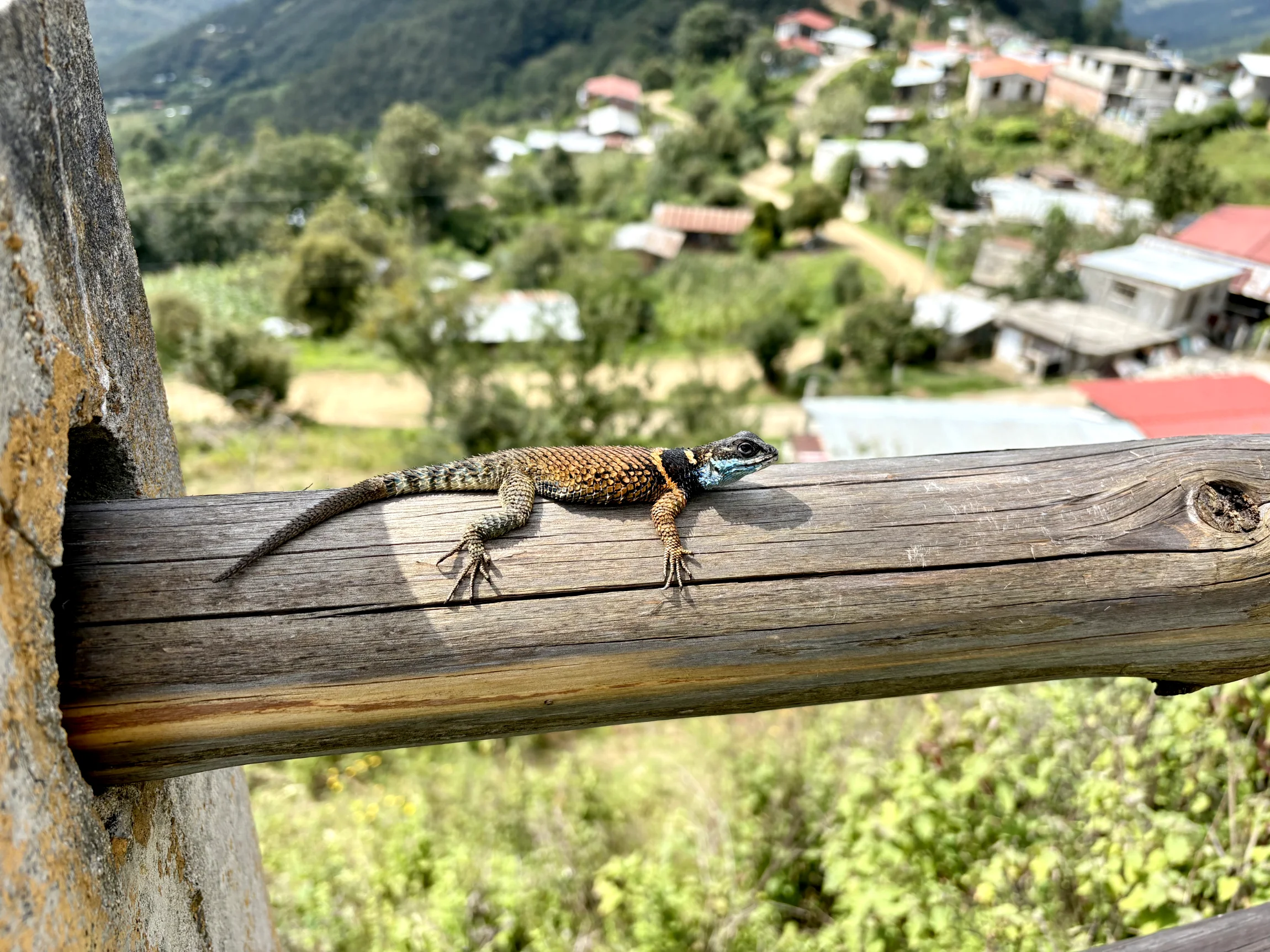 Southern crevice spiny lizard (Sceloporus aureolus) in Santa Martha Latuvi/Pueblos Mancomunados-3