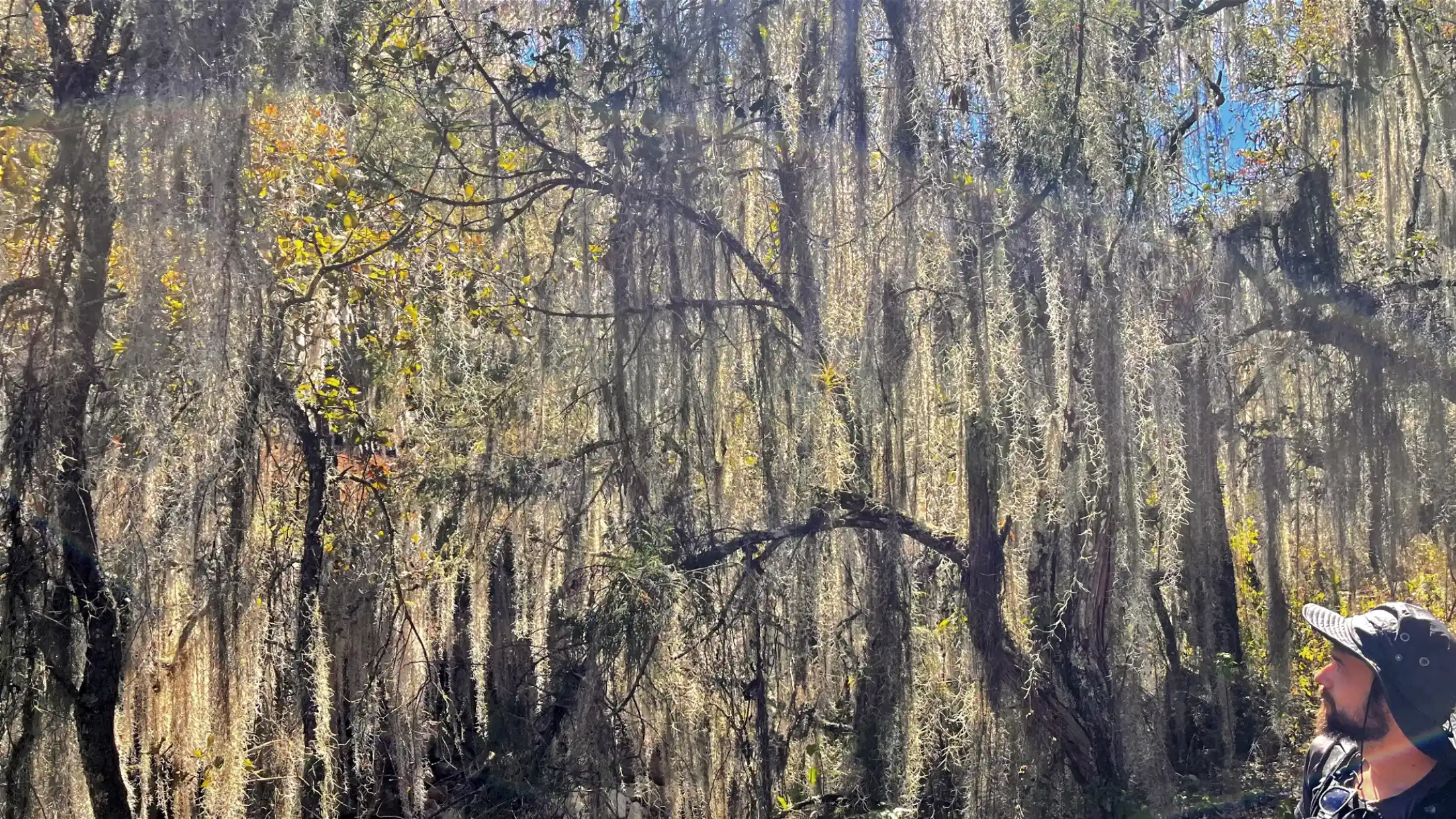 Spanish moss on the Camino Real/pueblos mancomunados-2