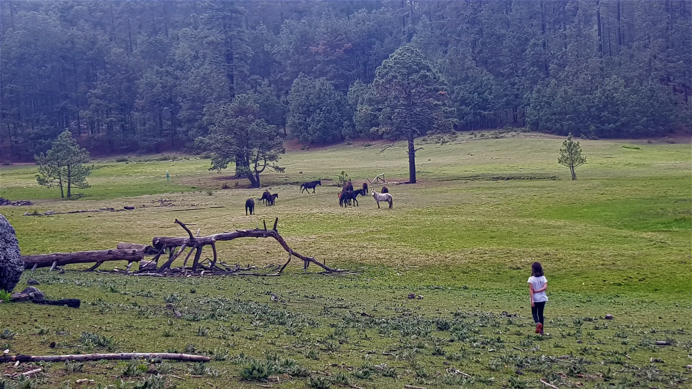 Wild horses hiking the Cueva de la Iglesia trail by San Miguel del Valle-3