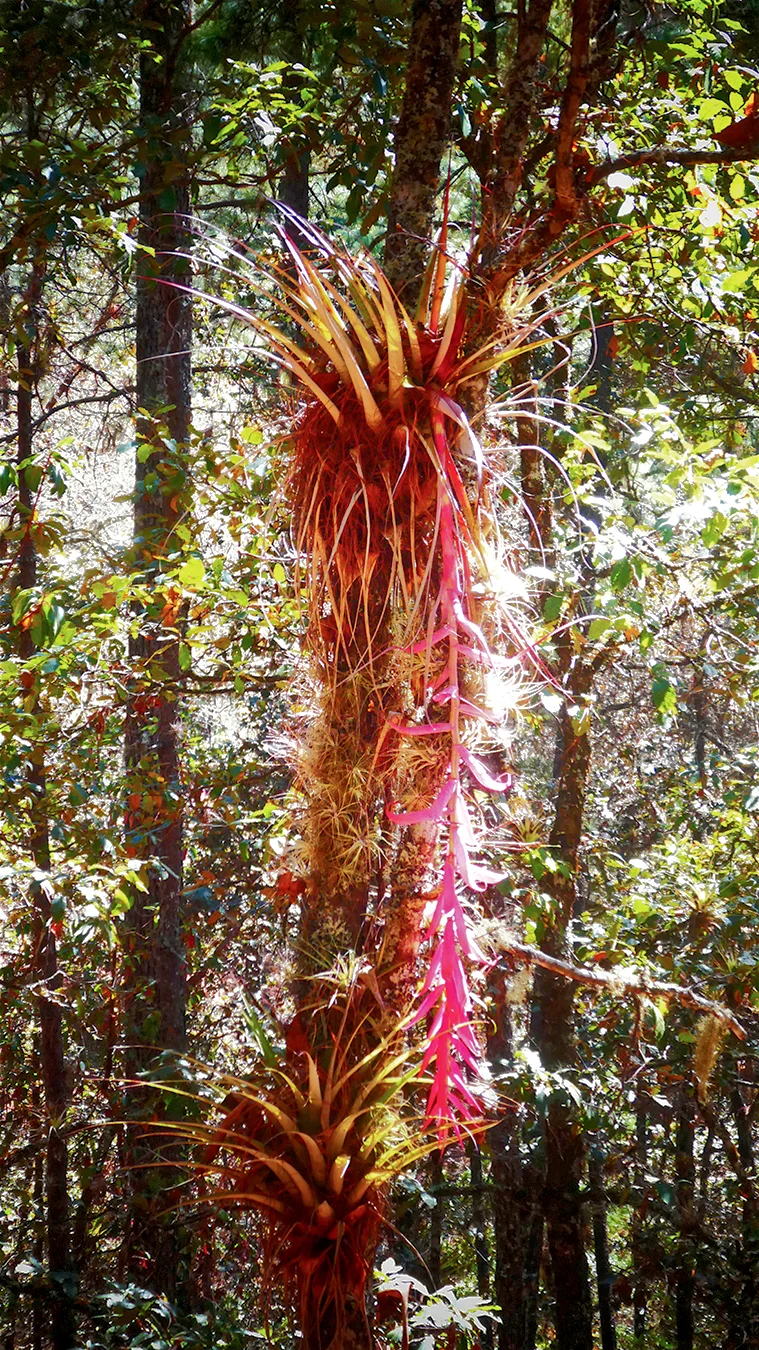 https://tierraventura.com/Bromeliad (Tillandsia) on the Camino Real to Santa Catarina Lachatao/Pueblos mancomunados