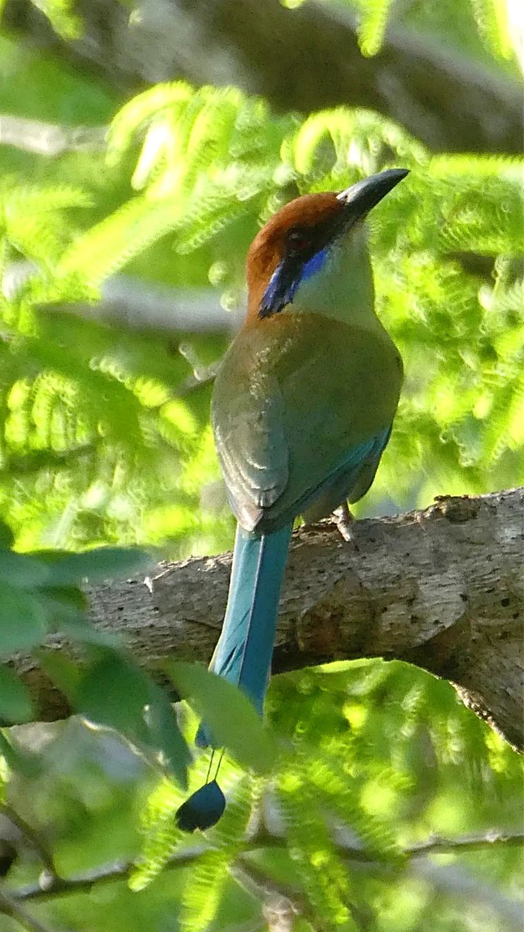 https://tierraventura.com/Momotus Mexicanus at the Pacific Coast of Oaxaca with Tierraventura