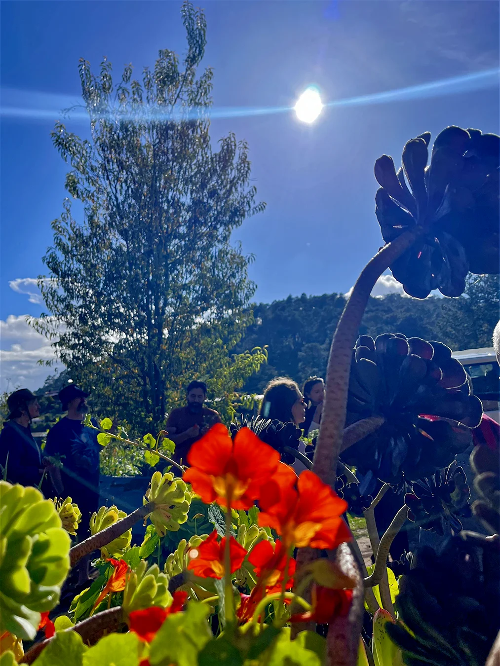 Plants explanation in our Medicine Plant Walk by Tierra Sagrada