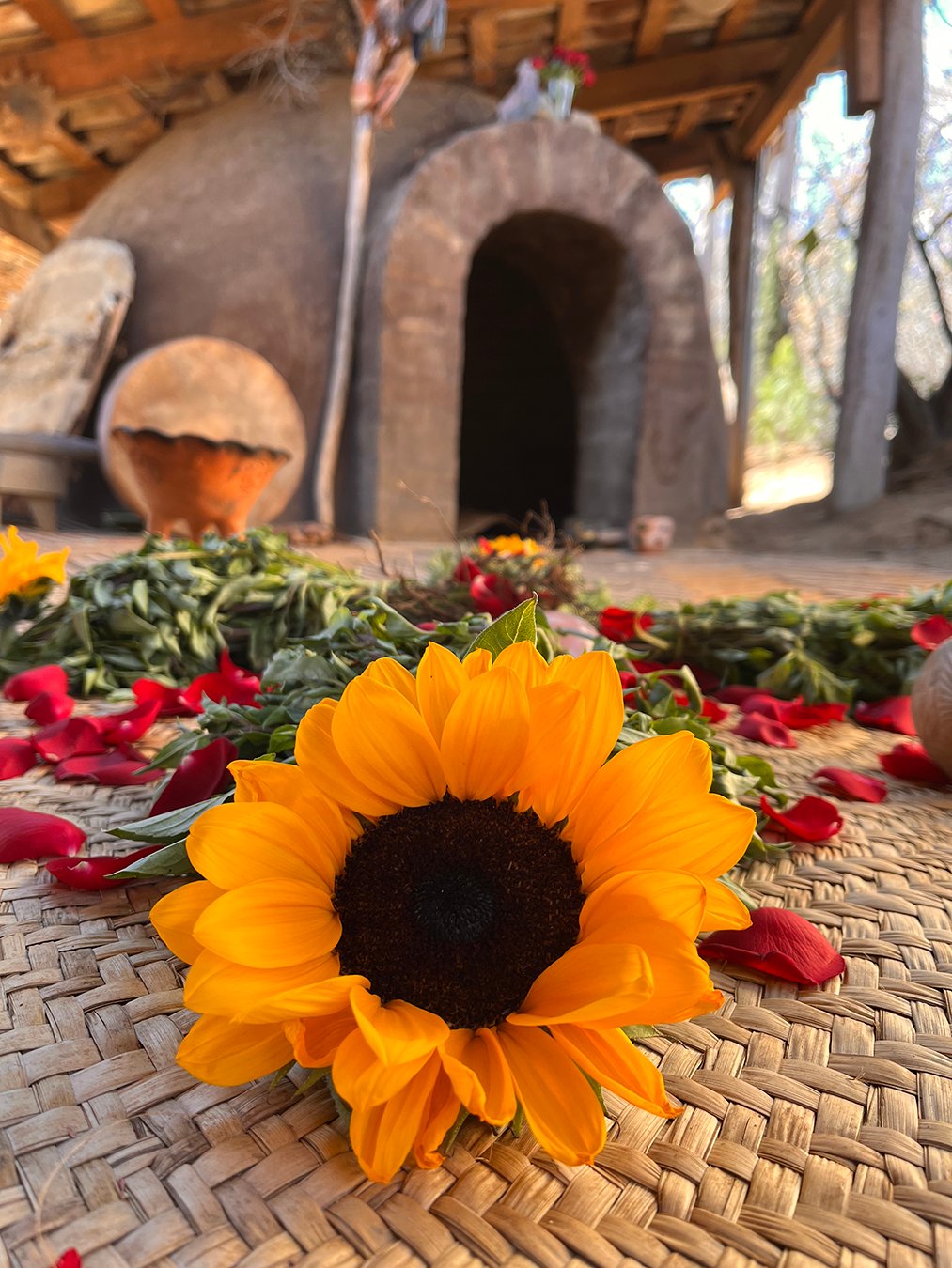 Sunflower as offering for the Temazcal ceremony at Rancho Media Luna-2