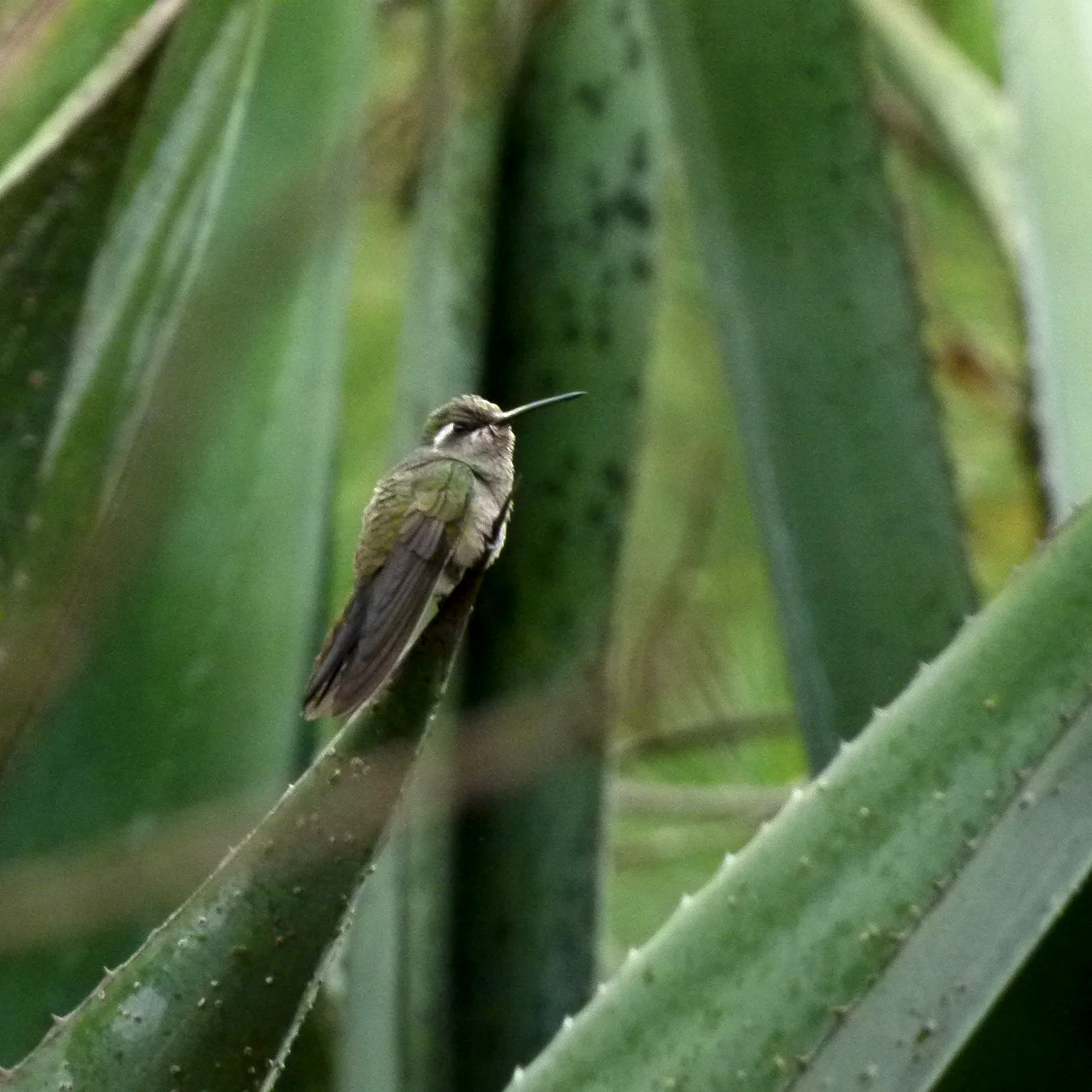 https://tierraventura.com/White-eared hummingbird on the Cueva de la Iglesia trail by San Miguel del Valle