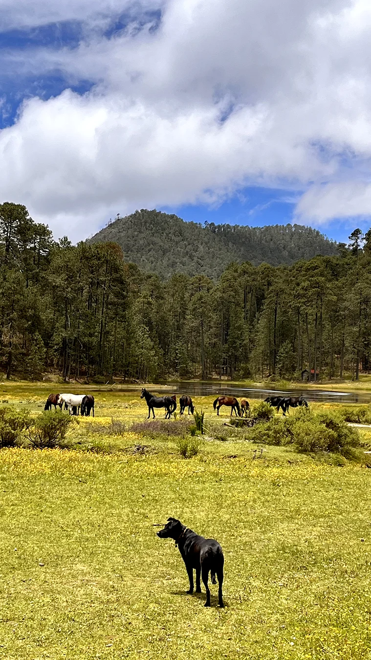 Wild horses by the lake of La Neveria on the Cueva de la Iglesia trail by San Miguel del Valle-3